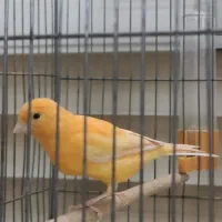 قناری بسیار عالی