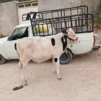 پل سمینتال|حیوانات مزرعه|ایذه, |دیوار