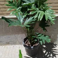 برگ انجیری فر