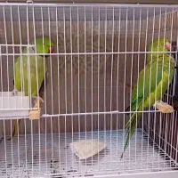 طوطی ملنگو مولد