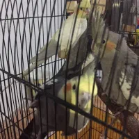 عروس هلندی|پرنده|اهواز, کوی بشارت|دیوار