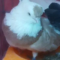 جفت مولد نوک قنار دوکت زرد و مشکی خاص دم تخم