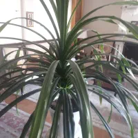 گل و گیاه طبیعی