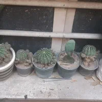 ۶۰ عدد کاکتوس با گلدان های متفاوت همه باهم|گل و گیاه طبیعی|تهران, تهرانپارس غربی|دیوار