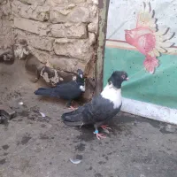 کبوتر کلاغ خطی کله سینه پشت