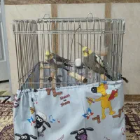 عروس هلندی نر و ماده با قفس