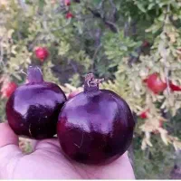 فروش انار ربی ترک همراه با انارهای ریز سالم|خوردنی و آشامیدنی|رشت, معلولین|دیوار