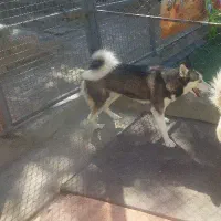 واگذاری سگ هاسکی ماده