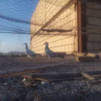 جوجه کفتر|پرنده|ملک‌آباد, |دیوار