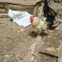 خروس رسمی
