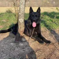 ژرمن ماده|سگ|رشت, منظریه|دیوار