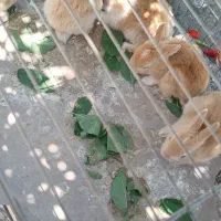 خرگوش|موش و خرگوش|صحنه, |دیوار