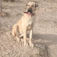 سگ‌ عراقی ۱۰‌ ماهه