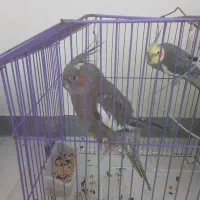 ۷عدد عروسی هلندی معاوضه با طوطی ملنگو