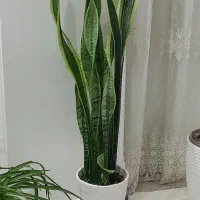 گل سانسوریا ابلق