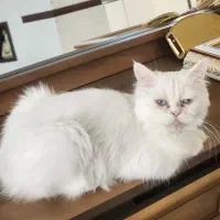 جفتگیری گربه پرشین ماده