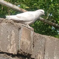 سلام یک کله ای ماده تازه دایه شده