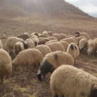بره|حیوانات مزرعه|بدره, |دیوار