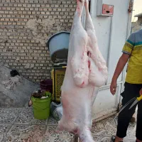 کشتار بره کهره چاق