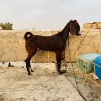 بز مری جوان با دو کهره ماده