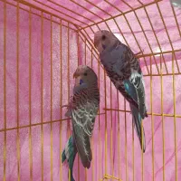 مرغ عشق ماده