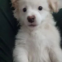 سگ نژاد مالتیپو|سگ|قم, حنیف نژاد|دیوار