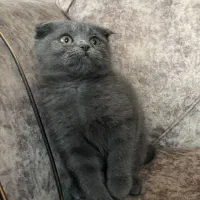 پت آپارتمانی اسکاتیش|گربه|آمل, |دیوار