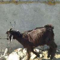 فروش چوش نر|حیوانات مزرعه|گمیشان, |دیوار