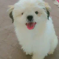 فروش فوری سگ شیتزو|سگ|اصفهان, بهارستان|دیوار