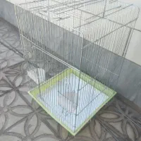 قفس نو