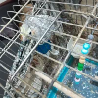 عروس هلندی و مرغ عشق|پرنده|قرچک, محمد آباد|دیوار