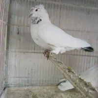 کفتر پرشی|پرنده|اصفهان, شاهد|دیوار