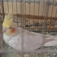 عروس پاریس