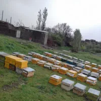 زنبور کارنیکا