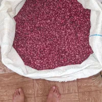 لوبیاقرمز|خوردنی و آشامیدنی|محمدیه-قزوین, |دیوار