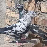 کفتر نر.  ماده  قلم کار    ونرسینه فاشه کاکلی