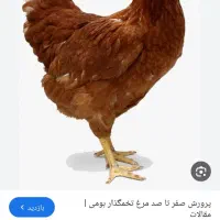 فروش مرغ محلی تخم گذار