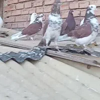 فروشی یه تعداد کبوتر نز پرشی