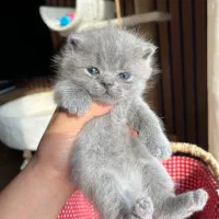 بچه گربه های بلو اصیل|گربه|تنکابن, |دیوار