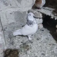 کبوتر ساعتی