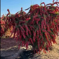 فروش نهال زرشک پفکی ۲ساله|گل و گیاه طبیعی|میاندوآب, |دیوار