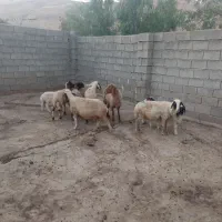 گوسفند سن دار