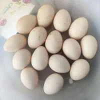 تخم مرغ گلین نطفه دار