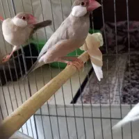 فنچ نرگسی شکلاتی زیبا سالم بالغ