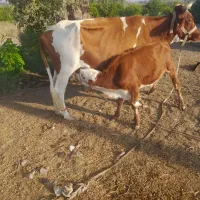 گاو شیری|حیوانات مزرعه|جغین, |دیوار