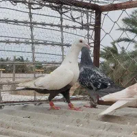 دورگ|پرنده|خرمشهر, |دیوار