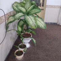 گل دیفن  باخیا  سرحال