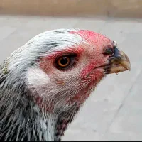 مرغ لاری صابونی نوک طوطی ۳ دانگ