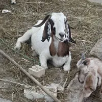 بز سالم وسرحال|حیوانات مزرعه|خرمشهر, |دیوار