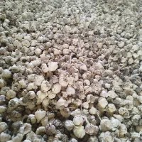 سیر  سر